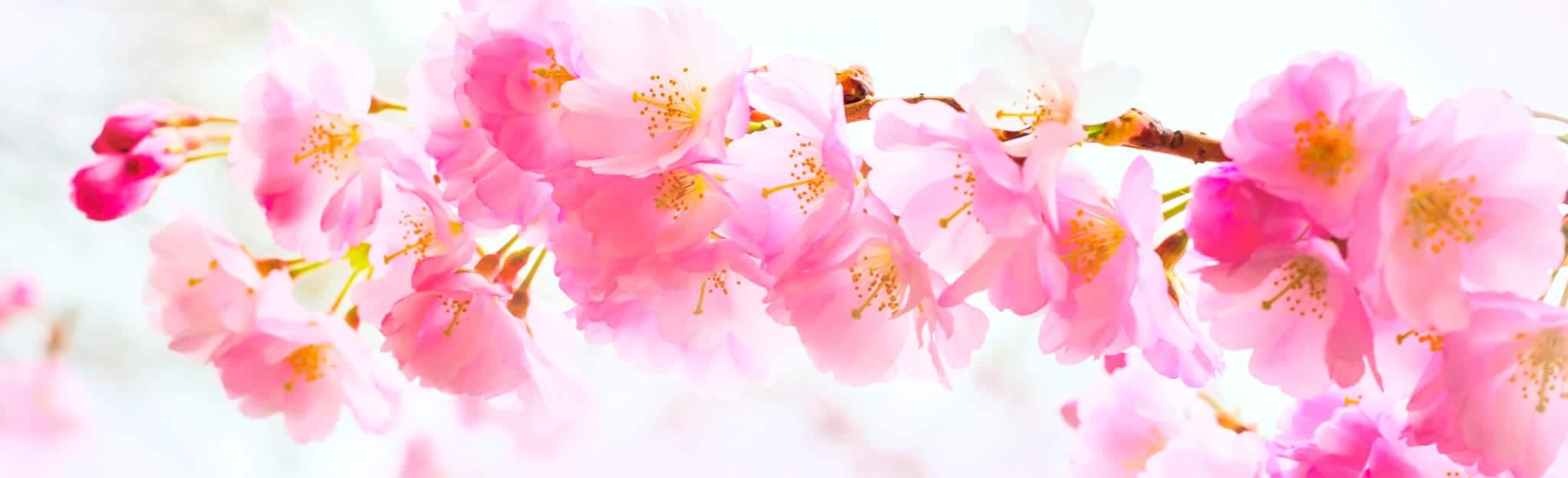 holiday banner background with spring pink cherry blossom, sakura flowers branch