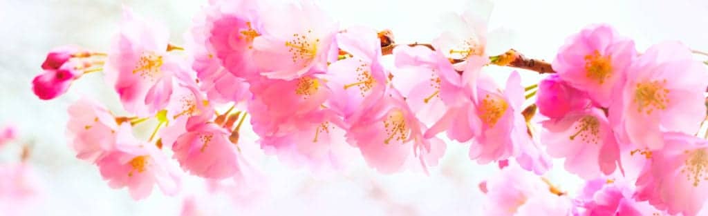 pink-1024x313 (1) pink-1024x313 (1)